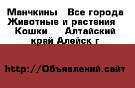 Манчкины - Все города Животные и растения » Кошки   . Алтайский край,Алейск г.